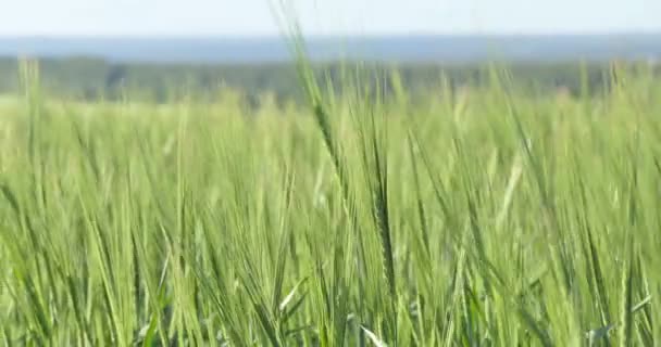 Weizenfeld Einem Sonnigen Tag Biegen Sich Die Weizenohren Wind Aus — Stockvideo