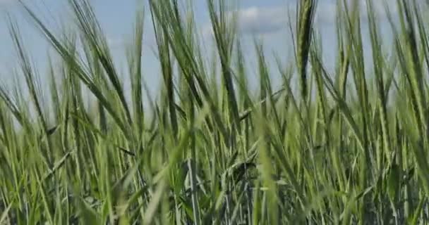Веган Пшеничное Поле Пшеничные Уши Сгибаются Ветру Солнечный День Сибири — стоковое видео