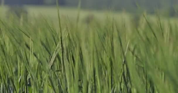 Vegan, champ de blé. Les oreilles de blé se courbent dans le vent par une journée ensoleillée. Ferme là. Zoom sur.