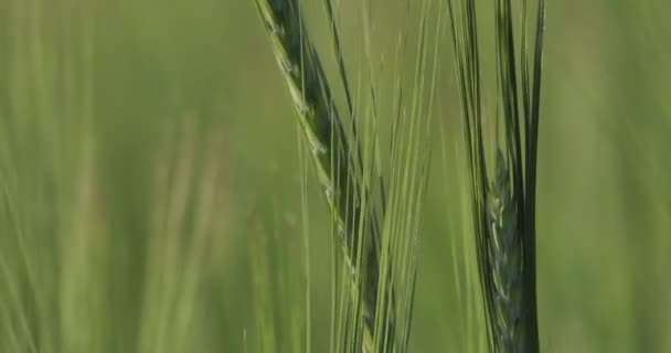 Campo Grano Orecchie Grano Piegano Nel Vento Una Giornata Sole — Video Stock