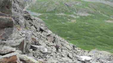 Dağlarda turizm. Dağlardaki turistler kayalık dağ yamacından aşağı inerler. Sibirya, Altai.