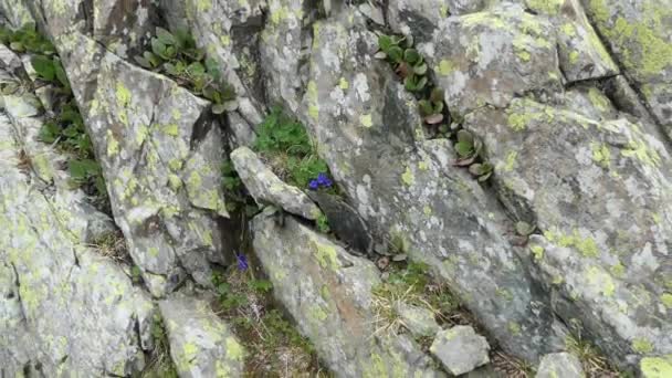 Plantas Montaña Saxifraje Montaña Crece Las Rocas Las Montañas Sur — Vídeos de Stock