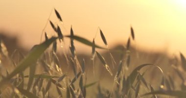 Vegan, mısır gevreği. Yulaf ezmesi güneşin arka planına karşı gün batımında rüzgarda çırpınır. Yakın plan..