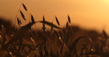 Mısır gevreği. Yulaf ezmesi güneşin arka planına karşı gün batımında rüzgarda çırpınır. Yakın plan..