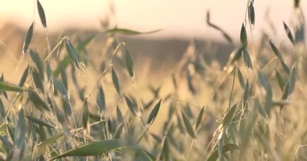 Weganie Płatki Zbożowe Owsianka Trzepocze Wietrze Zachodzie Słońca Tle Słońca — Wideo stockowe