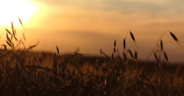 Veganer Getreide Haferflocken Flattern Bei Sonnenuntergang Vor Dem Hintergrund Der — Stockvideo
