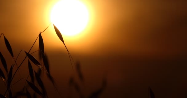 Veganer Getreide Haferflocken Flattern Bei Sonnenuntergang Vor Dem Hintergrund Der — Stockvideo