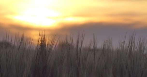 ビーガン 小麦のフィールド シリアル 夕日の光の中で風に揺れる小麦の耳 接近中だ 集中できない — ストック動画