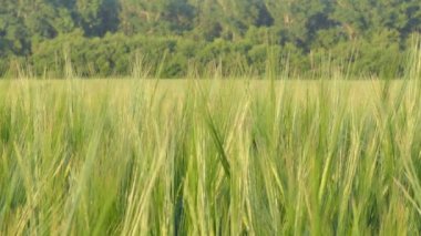 Vegan, buğday tarlası. Güneşli bir günde buğday kulakları rüzgarda eğilir. Kapat..