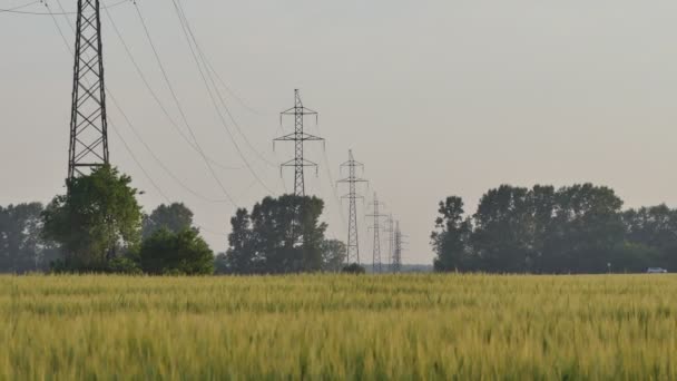 Redes Eléctricas Electricidade Uma Linha Alta Tensão Atravessa Campo Trigo — Vídeo de Stock