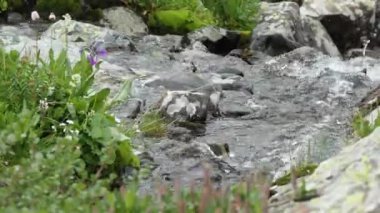 Doğal, temiz su. Çiçek ve bitkilerin yetiştiği taşların arasından temiz su akan bir dağ deresi. Sibirya, Altai.