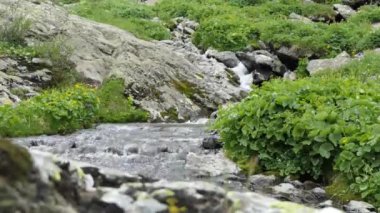 Doğal, temiz su. Çiçek ve bitkilerin yetiştiği taşların arasından temiz su akan bir dağ deresi. Sibirya, Altai.