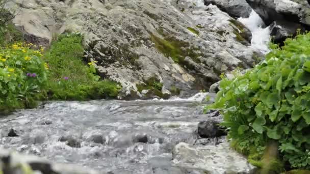 Água Natural Limpa Córrego Montanha Com Água Clara Corre Entre — Vídeo de Stock