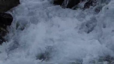 Doğal, temiz su. Çiçek ve bitkilerin yetiştiği taşların arasından temiz su akan bir dağ deresi. Sibirya, Altai. Büyüt.