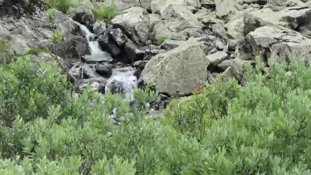 Природна Чиста Вода Гірський Потік Чистою Водою Тече Між Камінням — стокове відео