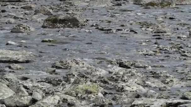 Natürliches Sauberes Wasser Zwischen Den Steinen Denen Pflanzen Wachsen Fließt — Stockvideo