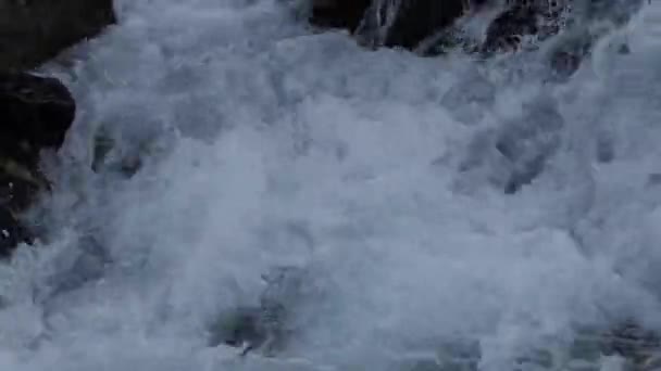 Natürliches Sauberes Wasser Zwischen Den Steinen Blumen Und Pflanzen Wachsen — Stockvideo