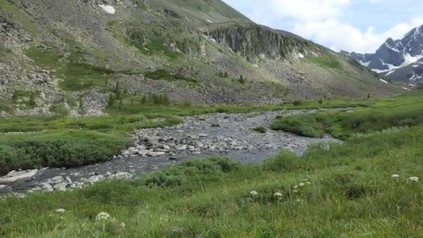 天然のきれいな水 澄んだ水の渓流が植物が育つ石の間を流れています シベリア アルタイ — ストック動画