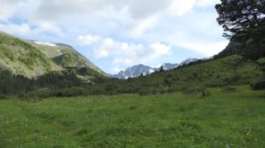 Mevsimler. Dağlarda çiçek açan çayır. Sibirya, Altai. Yakınlaştırılıyor.