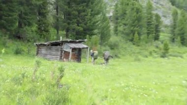 Yürüyüş, doğadaki maceralar. Kamuflajlı ve sırt çantalı turistler çiçeklerle kaplı bir açıklıkta terk edilmiş eski bir ahşap kulübe buldular. Sibirya, Altai.