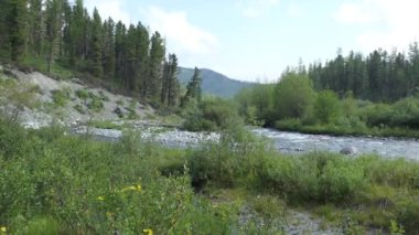 Doğal, temiz su. Çiçek ve bitkilerin yetiştiği taşların arasından temiz su akan bir dağ deresi. Sibirya, Altai. Akchan Nehri.