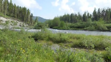 Doğal, temiz su. Çiçek ve bitkilerin yetiştiği taşların arasından temiz su akan bir dağ deresi. Sibirya, Altai. Akchan Nehri.
