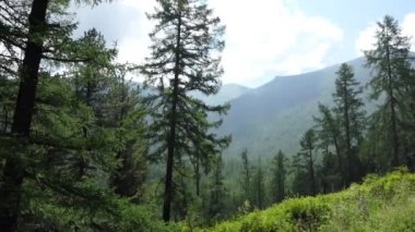 Orman. Güneş ışığı sedir ormanındaki bir açıklığı aydınlatıyor. Sibirya, Altai.