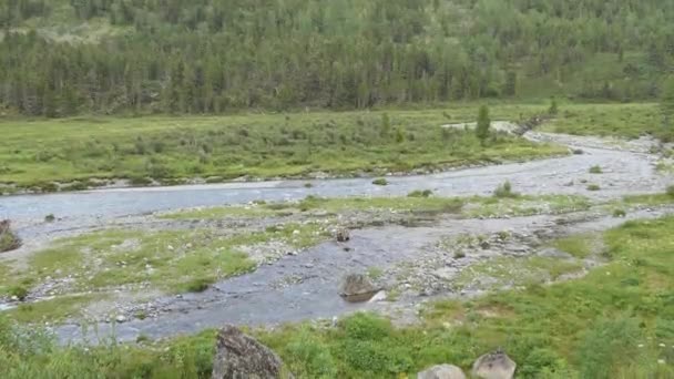 Água Natural Limpa Córrego Montanha Com Água Clara Corre Entre — Vídeo de Stock