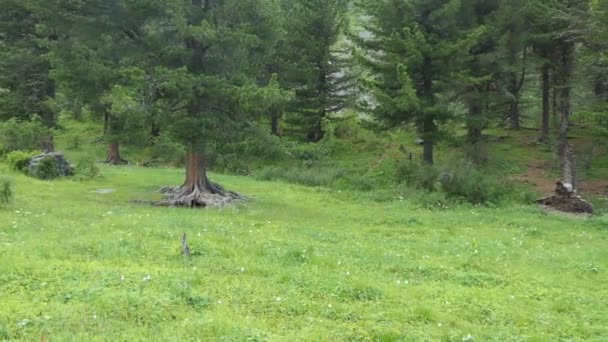 在大自然中冒险 身穿迷彩服 背着背包的游客会在一个布满鲜花的空地上找到一座废弃的旧木屋 西伯利亚 阿尔泰 — 图库视频影像