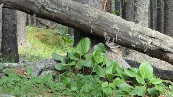 Plantas Saxifraje Crece Las Rocas Del Bosque Montañoso Siberia Altai — Vídeo de stock