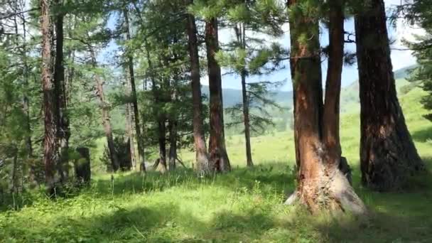 Wald Sonnenlicht Erhellt Eine Lichtung Einem Zedernwald Sibirien Altai — Stockvideo