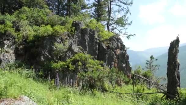 Bosque Montaña Salvaje Montañas Cubiertas Bosque Primer Plano Árbol Que — Vídeos de Stock
