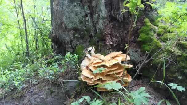 Mushrooms Plants Excrescence Mushrooms Cedar Overgrown Moss Siberia Altai — Stock Video