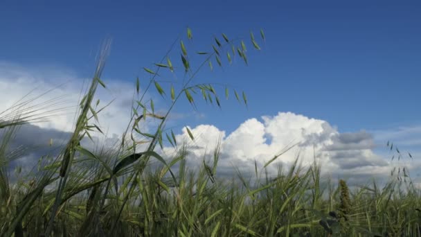 Segale Avena Orecchie Segale Avena Contro Cielo Azzurro Nuvole Cereali — Video Stock