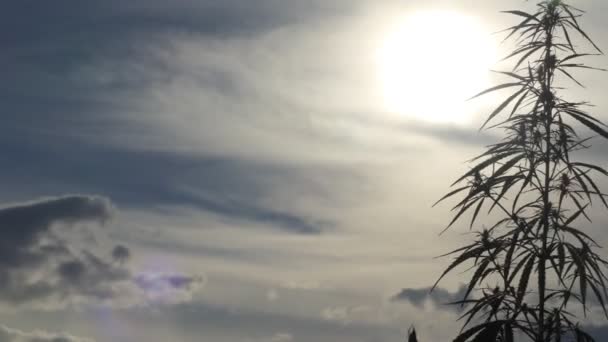 Cannabis Peti Obat Hemp Pada Latar Belakang Matahari Terbenam Awan — Stok Video