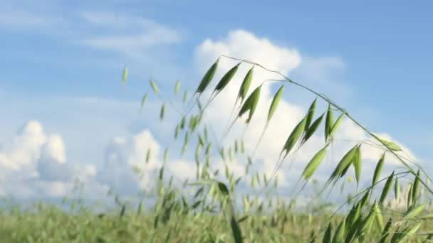 Vegan Avena Cereali Orecchie Avena Primo Piano Sono Illuminate Dal — Video Stock