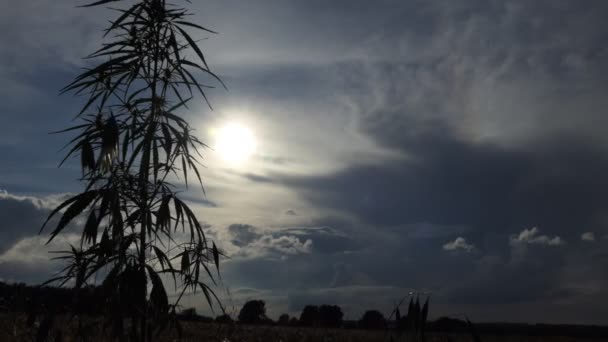 Cannabis Pecho Medicinal Cáñamo Fondo Del Sol Poniente Las Nubes — Vídeo de stock