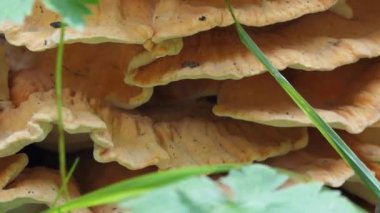 Mantarlar. Ekoloji. Mantarlar bir dağ ormanındaki sedir ağacının gövdesinde yetişir. Kapatın. Sibirya, Altai.