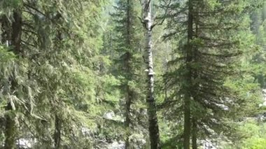 Vahşi doğada tıbbi bitkiler, ev yapımı eczacılık. Huş ağacında bulunan sahte kav mantarı (Phellinus igniarius) mantarları. Sibirya, Altai.