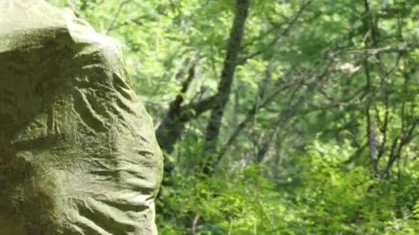 Tracking Adventures Nature Tourists Wear Backpacks Wild Dense Mountain Forest — Stock Video