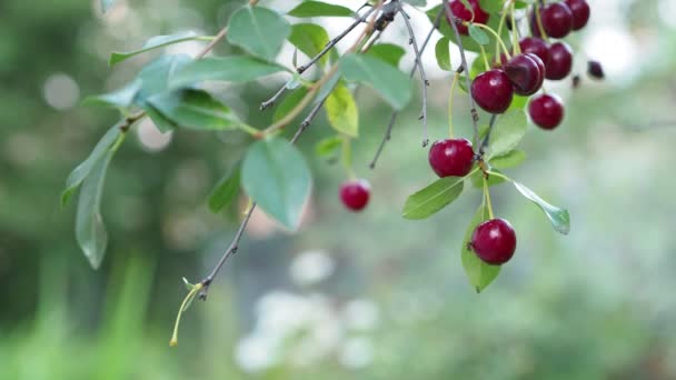 环保产品 樱桃浆果生长在农场的空地上 靠近点 — 图库视频影像