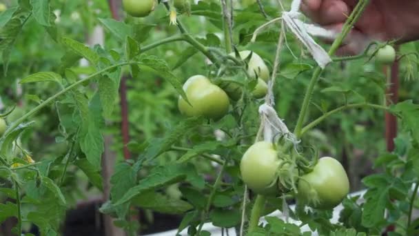 Écologie Légumes Bio Les Mains Mâles Ajustent Une Branche Avec — Video