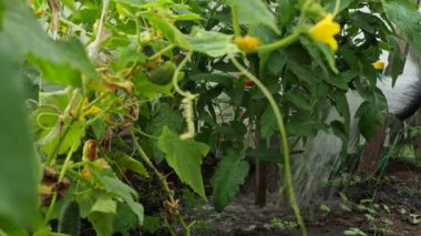 Çevre dostu organik ürünler. Domates ve salatalık. Sibirya 'daki bir çiftlikte, bir serada sulama kutusundan bitki sulayan bir çiftçi. Kapat..