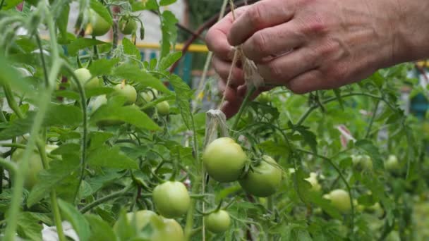 Milieuvriendelijke Biologische Producten Tomaten Een Boer Bindt Takken Waarop Tomaten — Stockvideo