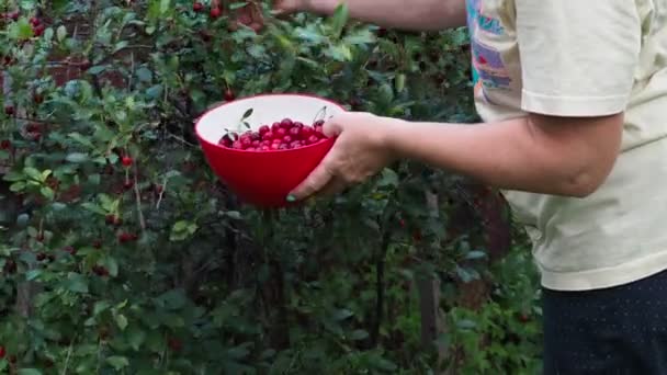 Οικολογικά Προϊόντα Οργανικοί Χέρια Γυναίκας Που Μαζεύει Κεράσια Φάρμα Κλείσε — Αρχείο Βίντεο