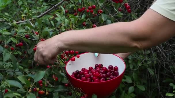 Produkty Przyjazne Dla Środowiska Organiczne Ręce Kobiety Zbierającej Wiśnie Farmie — Wideo stockowe