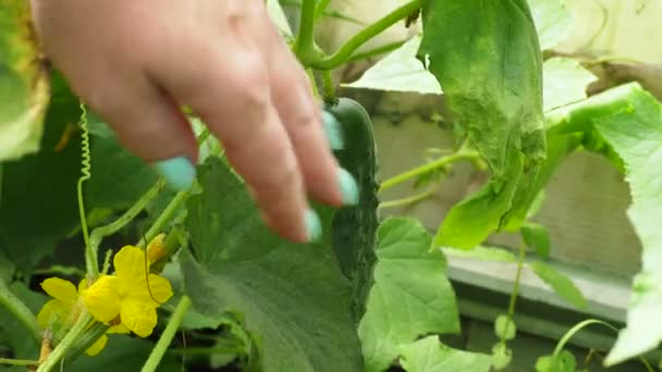 Organikus Zöldségek Egy Farmer Uborkát Szüretel Egy Üvegházban Közelről — Stock videók