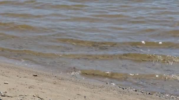 Surf Een Zandstrand Kleine Golven Rollen Oever Van Een Zandstrand — Stockvideo