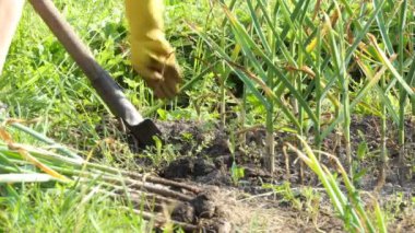 Vejetaryen, vejetaryen, sebze. Bir işçi, bir çiftlikte kürekle sarımsak kazar ve onu yerdeki küreklerin içine koyar. Yakın çekim..