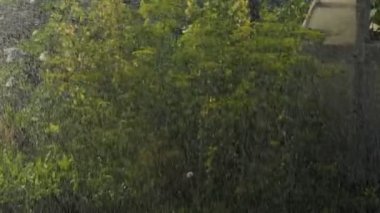 Vejetaryen, sebze sulama. Çiftlikte yapay sulama ve sebze sulama. Yakınlaştırılıyor.